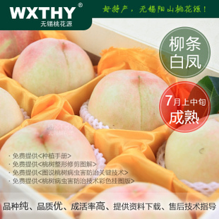7月柳条白凤桃苗，中熟最大品种